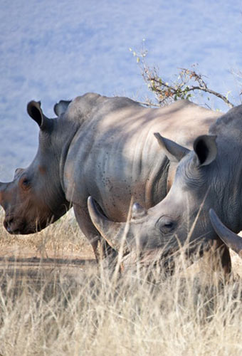 rhinocéros à johannesburg