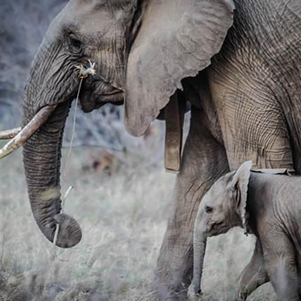 elephants in South Africa