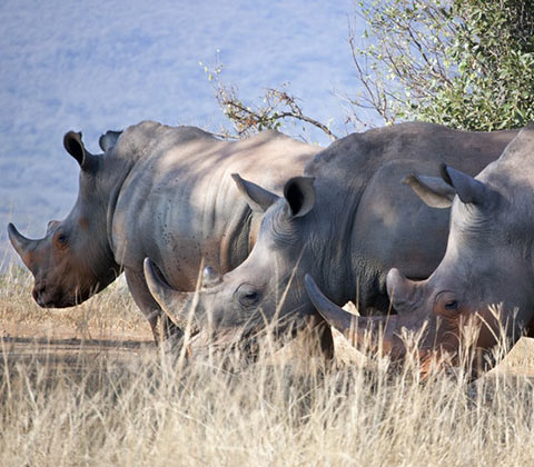 Rhinoceros in South Africa