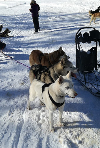 chiens de traîneaux à La Clusaz