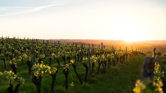 Champs de vignes