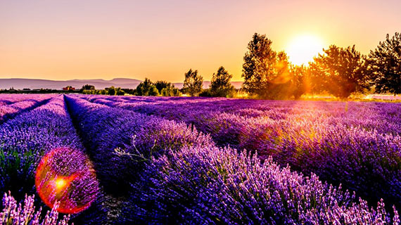 champs de lavande dans la sud de la France